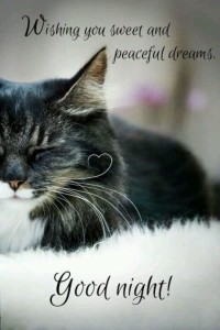 good-night-moon-quotes-images-dreams-cat