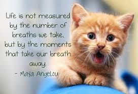 Really Cute Life Quotes Maya Angelou Pictures