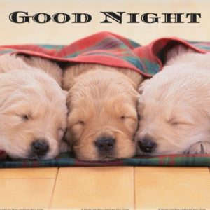 Cute Good Night Dog Images