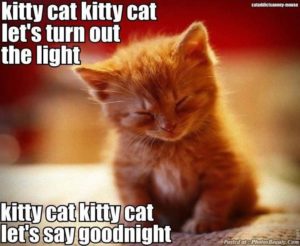cute kitten good night images