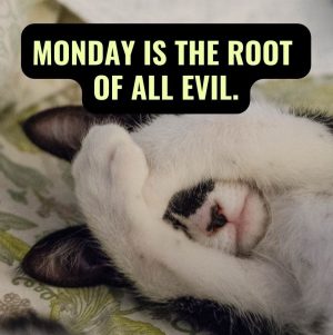 funny monday quotes
