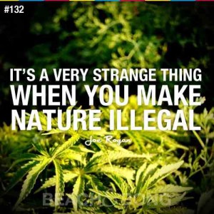 Quotes about Illegal Marijuana IMage