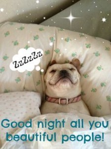 Beautiful Good Night Meme Dogs Pics