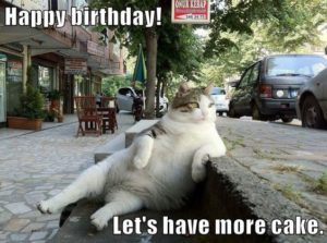 Birthday Cake Cat Meme