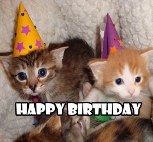 Cat Birthday Meme