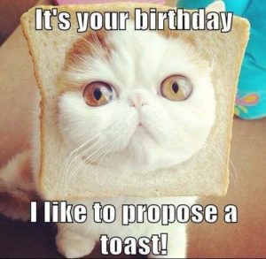 Cat Meme Happy Birthday