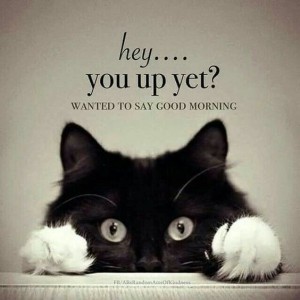 grumpy cat good morning meme images