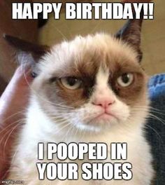 Funny Cat Birthday Memes