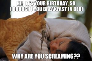 Funny Cat Happy Birthday Images Meme