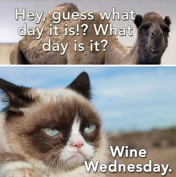 Funny-Cat-Wednesday-Meme.jpg