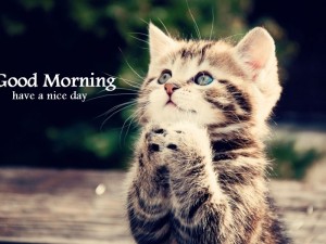 Good Morning Cat Meme Images