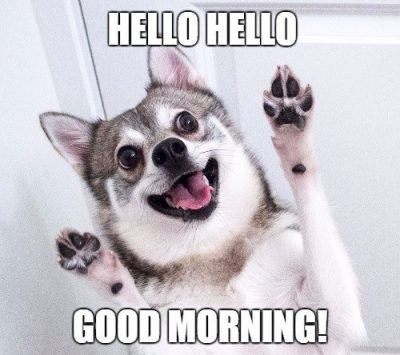 Good Morning Meme Animal