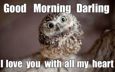 Good Morning Owl Memes