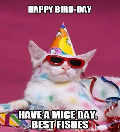 Happy Bday Cat Meme Images