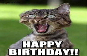 Happy Birthday Angry Cat Meme