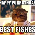 Happy Birthday Cat Meme