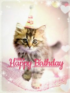 Happy Birthday Cat Meme HD