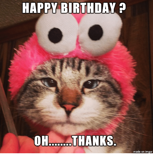 100 Best Happy Birthday Cat Memes & Images