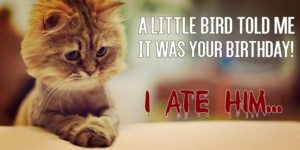 Happy Birthday Meme with Cat