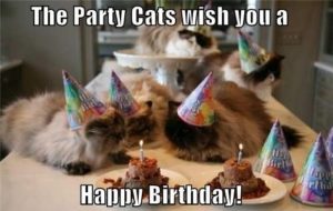 Happy Birthday Memes Cat
