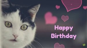 Lovely Happy Birthday Cat Meme