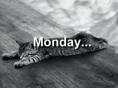 Monday Cat Meme