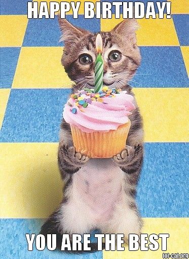 Sweet Happy Birthday Cat Memes