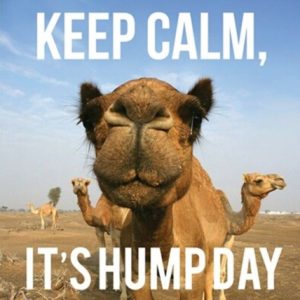 Wednesday Meme Camel