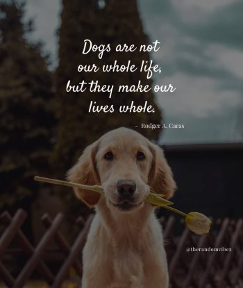 dog quotes