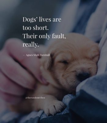 dog quotes on love