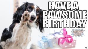 funny happy birthday memes dogs