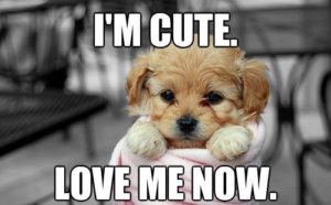 Funniest Love Meme Dog