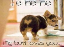 Funny Love Memes Picture