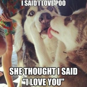 Funny Love Memes tumblr