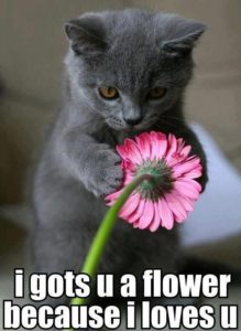 Very Cute Funny Love Meme Cat