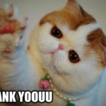 Sweet Thank You meme CAT