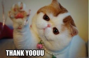 Sweet Thank You meme CAT