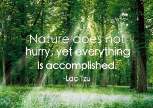 Witty Quotes about Nature