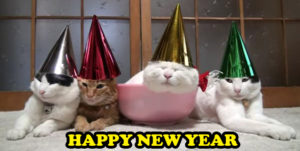 Happy New Year Cat Meme
