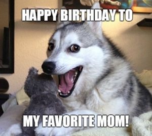 Happy Birthday Dog Meme Mom