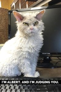 Angry White Cat Meme