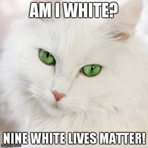 Best White Cat Meme