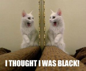 Cute White Cat Meme Images