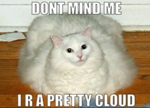 Fat White Cat Meme