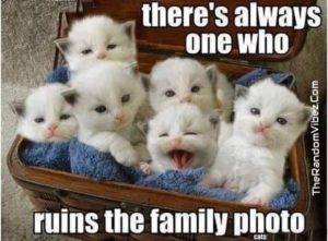 Funny Memes White Cat