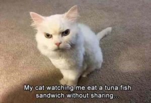 Funny White Animal Cat Meme Image