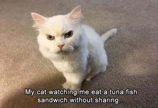 70+ Most Hilarious White Cat Meme & Funny White Cat Images