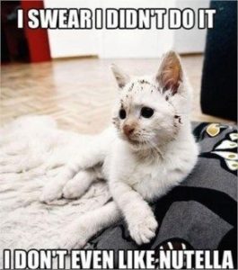 Funny White Cat Images