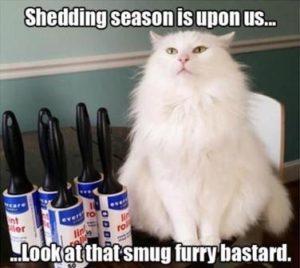 Funny White Cat Meme