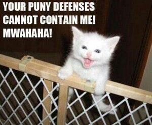 Furry White Cat Meme